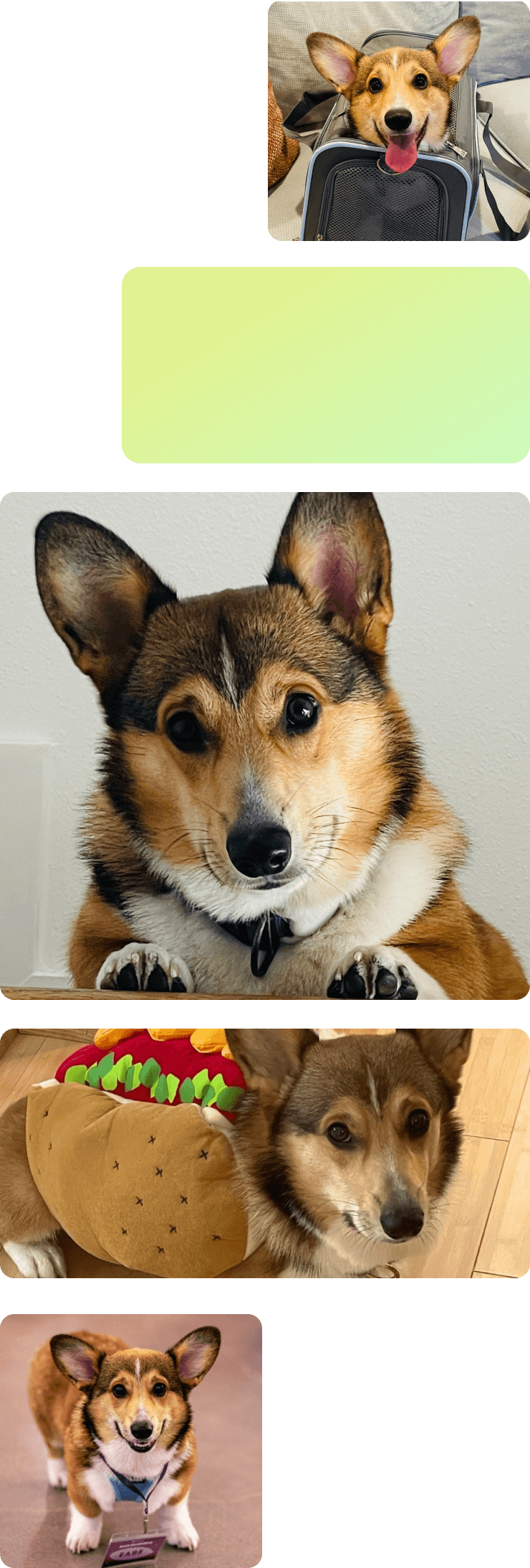 imageAlt